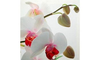 CANVAS Orchids